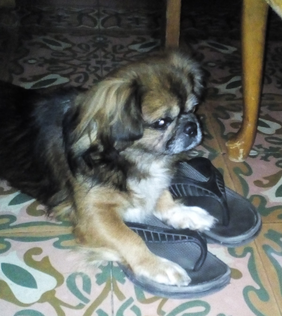 Un amor con cuatro&nbsp;patas.